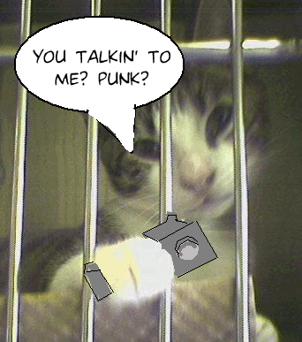 kitten with different comic strip font